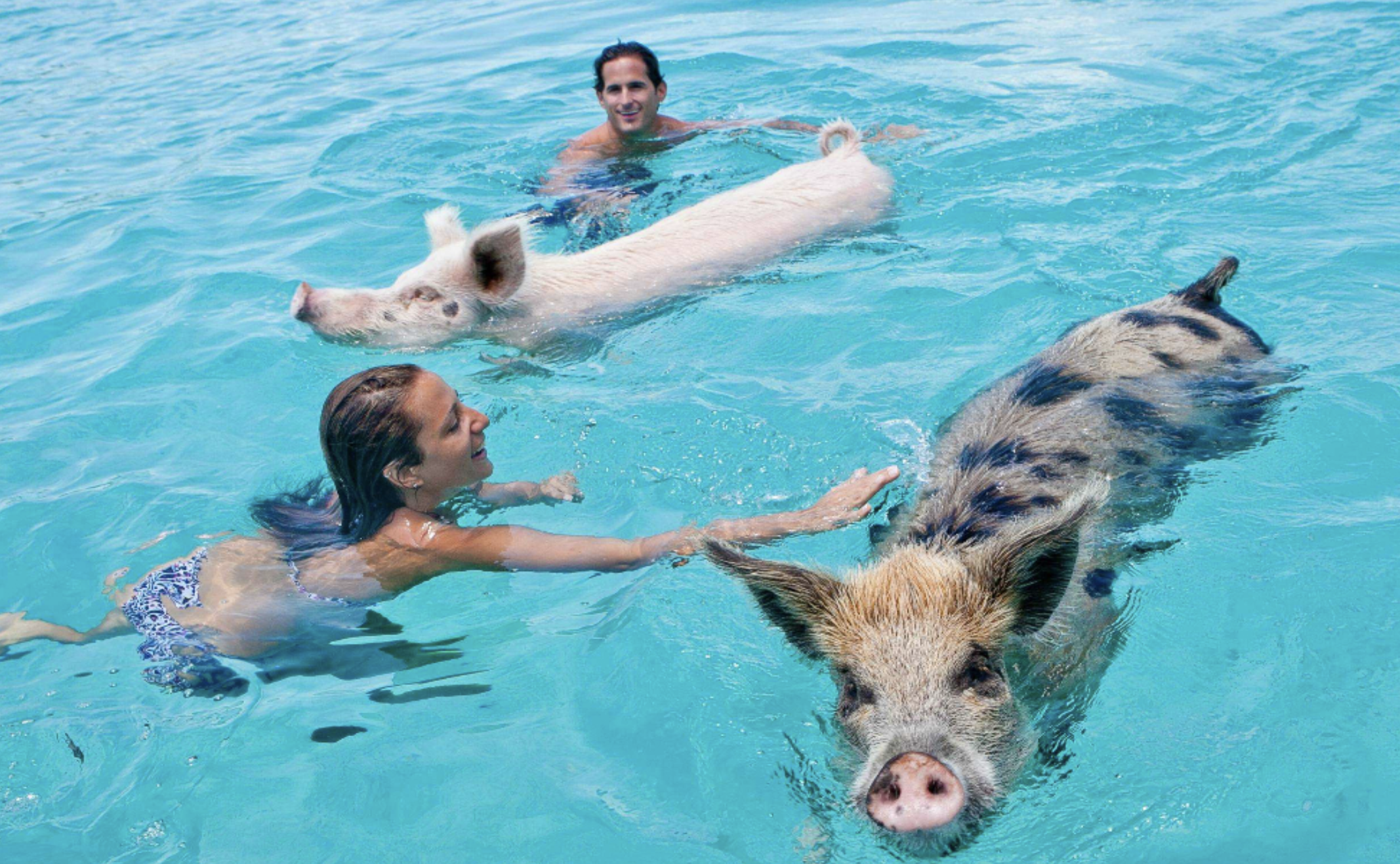 Swim with pigs Bahamas Exuma